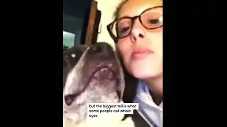 Whale eyes are crazy  (repost) #dogs #closecall #newfearunlocked #fypシ゚ #xyzabc #realhorrortok