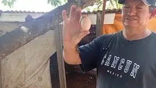 Compra para os animais 🐔🐔novas galinhas Botando Ovo e limpeza do quintal 