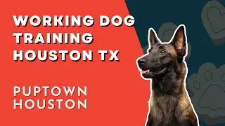 WORKING DOG TRAINING HOUSTON TX with a Belgian Malinois | #workingdogtraining