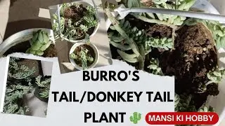 all about Burro's tail/Donkey tail succulent plant/ डोंकी टेल प्लांट की संपूर्ण जानकारी 🌿