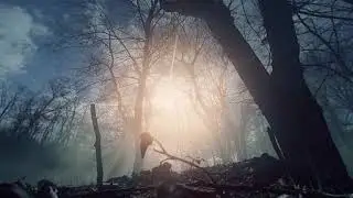DRAWN TO THE LIGHT