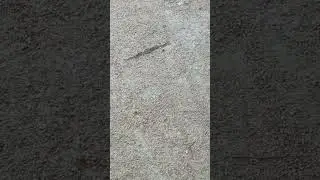 Eastern Copperhead Snake #snake #snakevideo #snakes #snakehead #reptile #reptiles #reptilepark