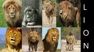 Lion Subspecies (Formal Lion Subspecies)