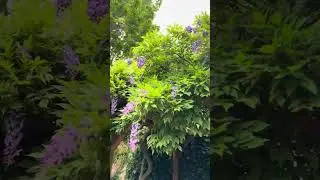 Mother Roots | Pergola Magic: Wisteria in second bloom 