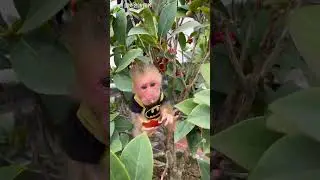 funny animals 🐒😂#monkey #shorts #cute #viral