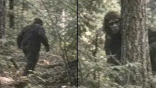 A Local Sasquatch Report from Interior British Columbia | Bigfoot Sightings