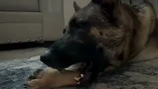 Did my super chewer dogs like these bone? WATCH!