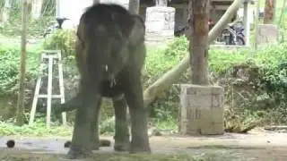 Elephant Camp Bali
