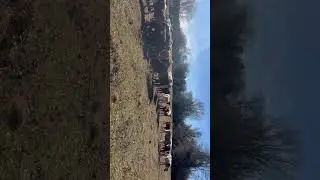 Farm animals #fyp #horse #live #funny