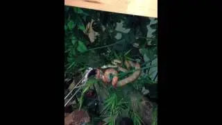 corallus hortulanus repas