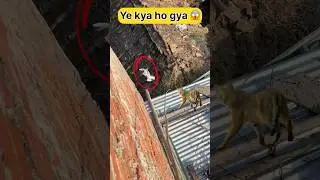 Aaj ye kya ho gya 😲🕊️ #shorts #viral #pigeon #trending
