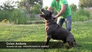 Andante Bandog male 