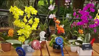 Orchid Show Singapore 2016 MAGNIFICENT Garden Festival
