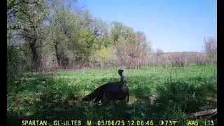 Public Land Gobbler Next To A Shooting Range!