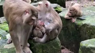 Adorable Monkey Rescue Caught on Camera - Monkey Family Saves the Day for Little One