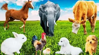 Cute Farm Animals: Kitten, Dog, Pig, Chicken, Goat, Cow, Horse, Sheep, Elephant - Animal Sound
