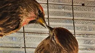Breeding Native Finches in davidsbirdroom.