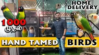 ரூ 1000 முதல் Hand Tamed Birds for Sale | Coimbatore Exotic Birds | Home Delivery Available