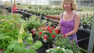 Pentland Plants Looking Good Video 31st May 2018