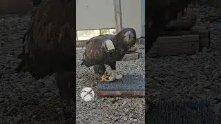 Bald Eagle 25-676 Update #wildliferehabilitation #baldeagle #birds #wildlife