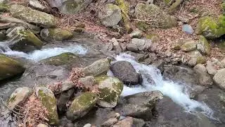 LeConte Creek 5