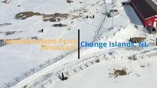A visit to the Newfoundland Pony Sanctuary, Change Islands, NL