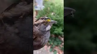 &ldquo;When a bird is alive..it eats ants, when the bird has died.. ants eat it. #nature #trendingshorts