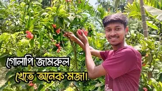 থাইল্যান্ডের গোলাপি জামরুল। Village Couple Vlog Video | Dream AK TV