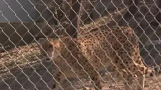 Austin Zoo welcomes 2 new cheetahs to the mix