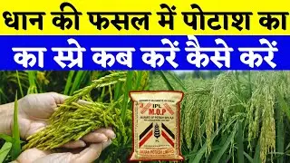 धान की फसल में पोटाश का स्प्रे कब करें || dhan me potash ka spray || धान में पोटाश कब डाले ||