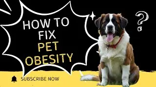 🔥 60% of Pets Are Overweight!