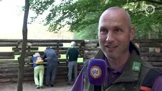 Bronstige herten spotten op afspraak