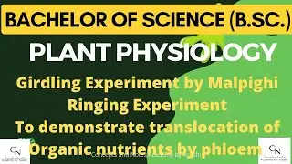 Girdling Experiment || Ringing Experiment || Malpighi || Translocation by phloem | Academy by Ayushi