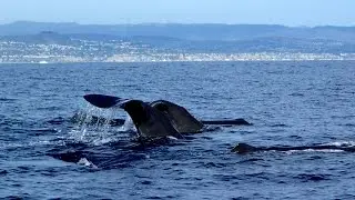 Sperm whales seen off Laguna Beach