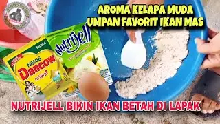 NUTRIJELL KELAPA MUDA‼️AROMA FAVORIT UMPAN IKAN MAS MUSIM HUJAN BIKIN IKAN KUMPUL DI LAPAK