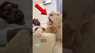 😱 Verdens ST&Oslash;RSTE Kat! 🐱