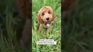 🏡 Hotel dla psa? A może coś lepszego&hellip; #opieka #pies #dogtraining #zwierzaki