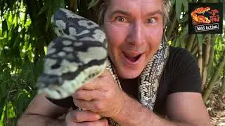 Wild Action Zoo - Jungle Carpet Python