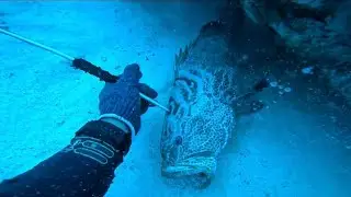 !Meros Goliat Colosales | Día Épico de Pesca Submarina!