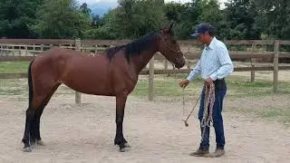 Como mover espádua do cavalo na guia e iniciar mudanças de direção I Paulo Mori