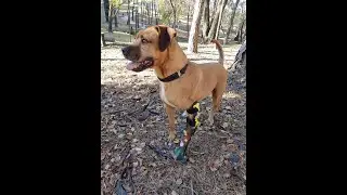Ringo Ortopedia Canina protesis para perro