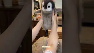 Pingo&rsquo;s New Friend &ndash; Funny Kitten Moments 🐱🐧