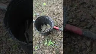 🪶🪨Native American Artifacts In My Creek #nativeamerican #rockhounding #artifacts