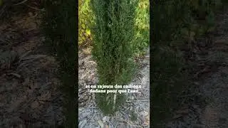 Cypr&egrave;s vosgien !