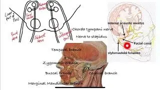 Intracranial course of Facial Nerve