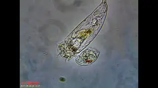 Rotifer Mating Behavior