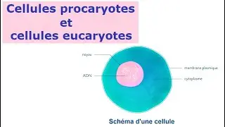 Les cellules procaryotes et eucaryotes