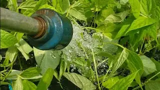 Watering & Relaxing in the Greenhouse w/ Shower Head POV Cam! Checkout All the Varieties!