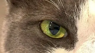 Kitty and some Macro pics-Asmr
