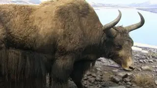 Wild Yak Sound Effects